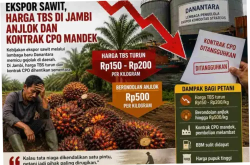 Harga Sawit Hari Ini: Penurunan Harga dan Dampaknya terhadap Petani
