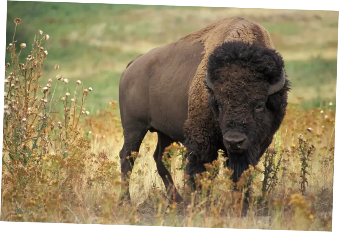 Bison: Hewan Liar yang Menghadapi Tantangan Konservasi dan Interaksi dengan Manusia