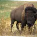 Bison: Hewan Liar yang Menghadapi Tantangan Konservasi dan Interaksi dengan Manusia